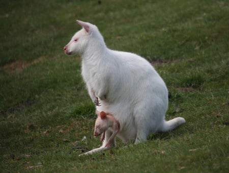 Can I look Mum - white, wallaby, pouch, albino, joey