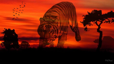 Sunsets Tiger - widescreen, clouds, abstract, trees, sunset, firefox persona, tiger, sky