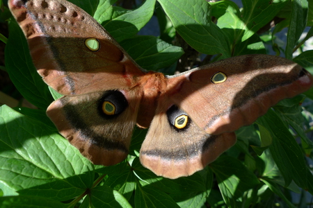 giant garden moth - visitor, moth, garden, wings, flying, butterfly, plants, leaves