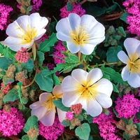 Dune primrose