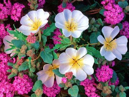 Dune primrose - flowers, dunes, white, green, primrose, sand, pink, leaves