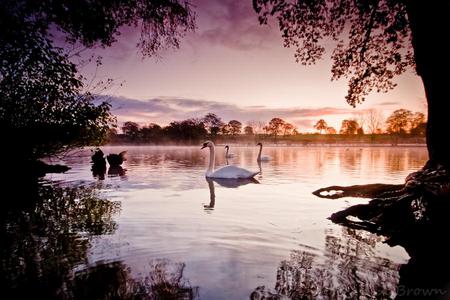 SWANS LAKE LANDSCAPE