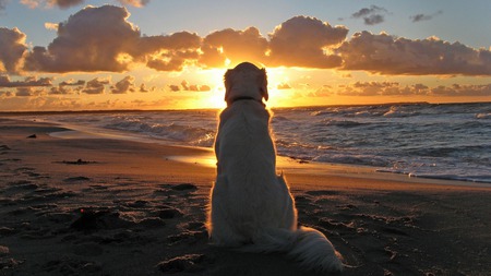 Just Watching - beach, ocean, sunset, dog