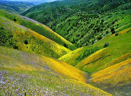 Declives - scenery, sunlights, scene, scenario, scarlat, flowers, land, plants, nice, paysage, colors, valley, fullscreen, natural, pines, mesa, grasslands, paisage, mounts, nature, declives, green, yellow, blue, amazing, grass, scarlet, purple, view, el, sky, sun, trees, beautiful, cool, peaks, paisagem, colorful, awesome, panorama, mountains