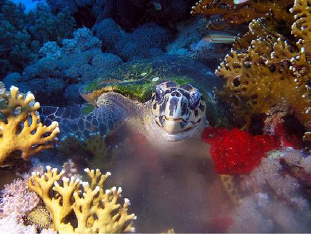 Sea Life 4 - reef, turtle, fish, coral, ocean