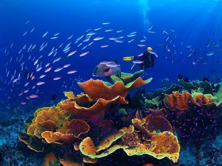 Sea Life 8 - coral, ocean, fish, reef