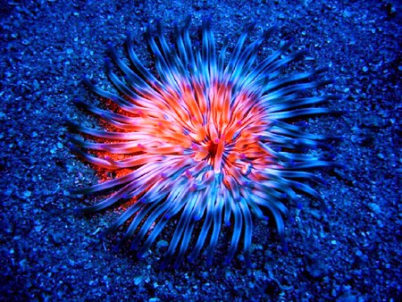 Sea Life 21 - coral, ocean, fish, anemone, reef