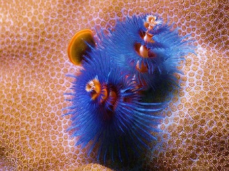 Sea Life 22 - coral, ocean, fish, anemone, reef