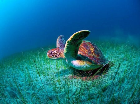 Sea Life 23 - turtle, coral, reef, ocean, fish