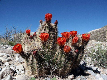 cactus - rock, flower, mountain, red