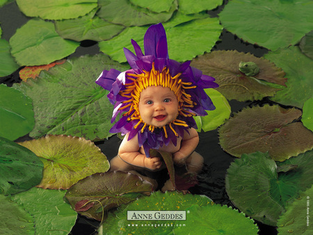 baby - anne geddes, lake, purple, waterlily