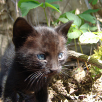 Gatet negre