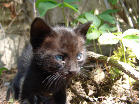 Gatet negre - animals, cats