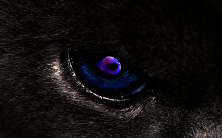 Cat eye - purple eye, furry, bear, fur, blue eye, stare, feline, watching, cat eye