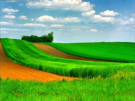 Green Carpet - carpet, picture, green, beautiful