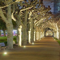 Cool Trees