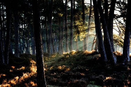 Winter Morning - nature, trees, dark, forests, light, foliage