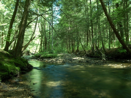 Minister Creek - minister, forest, green, creek