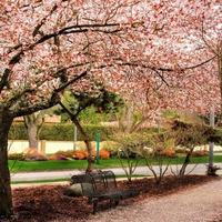 Under the Cherry Blossom Tree