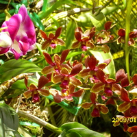 Orchids