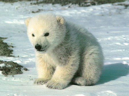 Knut - snow, polar bear, cute, knut