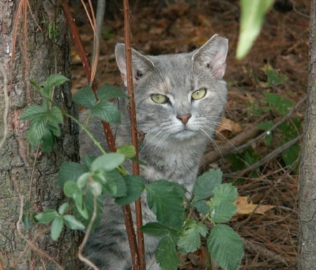 COME FIND ME  - grey, color, cat, smokey