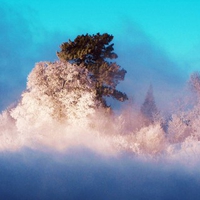 Canadian winter trees