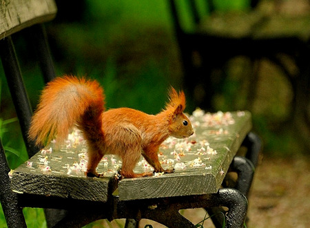 Looking Squirrelly - food, bench, park, red squirrel