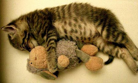 Cuddly - cuddling, toy, kitten, brown tabby cat