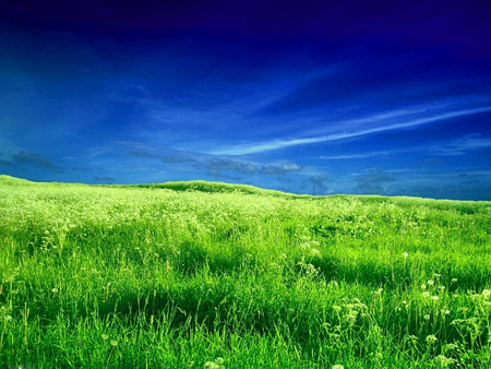 free land - gress, sky, dream, hd, nature, view, forest, blue, green, land