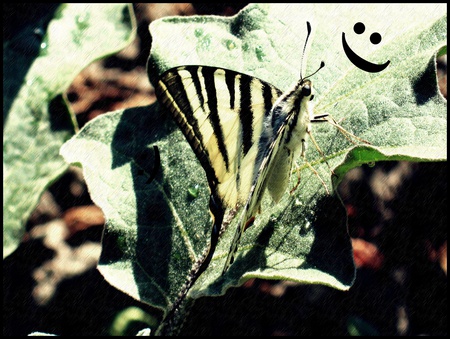 Butterfly on flower - butterfly, flori, fluturi, frunza, frunze, flure