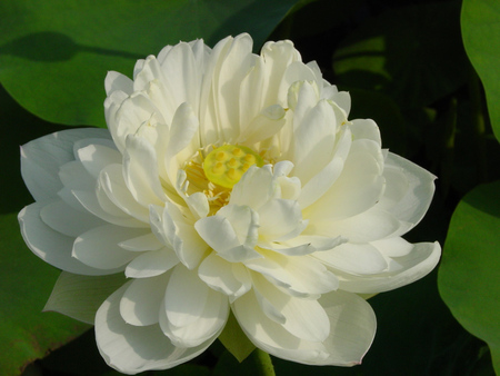 white lotus - lotus, lake, white, flower