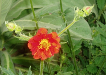 an orange geum. - orange, green leaf, flower