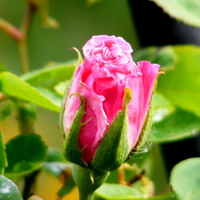 Beautiful Rosebud.