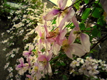 flowering creepers