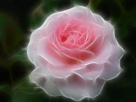 Soft Rose. jpg - fluffy, rose, pink, fractal