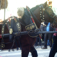 Cavall