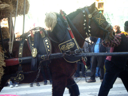 Cavall - horses, animals