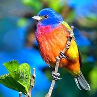 Colorful Bird