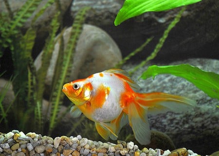 Golden Fish - golden, picture, fish, cool