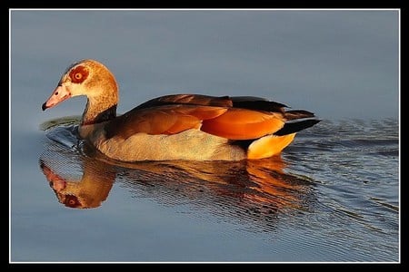 Beautiful Duck - beautiful, duck, picture