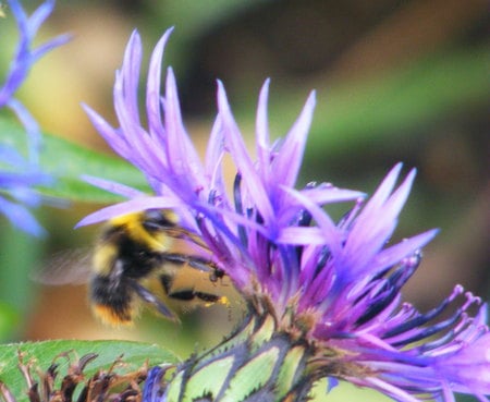 Buzzy bee! - cornflower, bee, blue, stripes