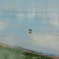 Coyote at Antelope Island