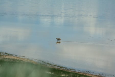 Coyote at Antelope Island - utah, coyote, lake