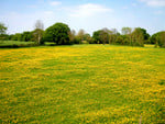 A Field of Buttercups