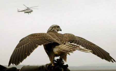 Falcon - falcon, helicopter