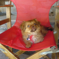 My Pekingese