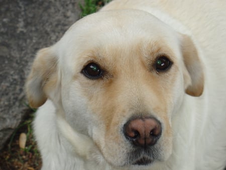 My Labrador - labrador, dogs, sweet