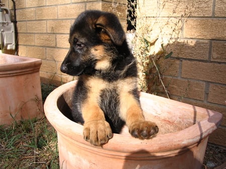  flower pot pup - flower pot puppy, german shepherd