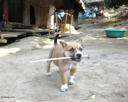 Will you Throw the Stick for Me and I'll Fetch It? - mutt, dogs, fetch, cute, puppy, stick, animals